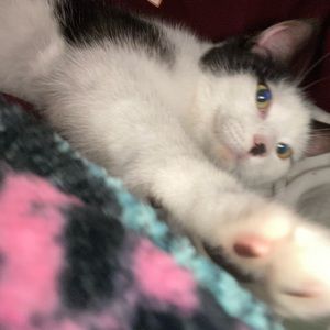 Meet your Posher, Yo